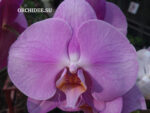 Phalaenopsis PH 019