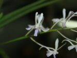 Vanda coerulescens x Neofinetia falcata