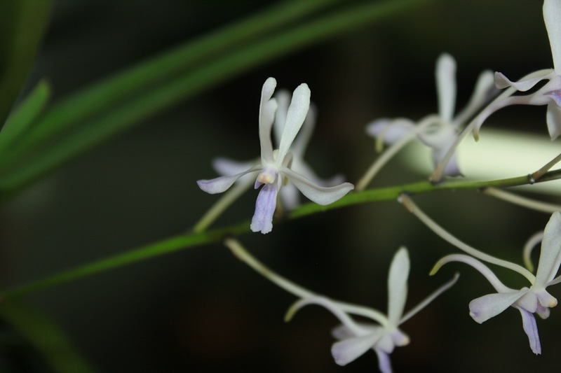 Vanda coerulescens x Neofinetia falcata