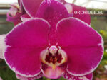 Phalaenopsis PH 084 OX Spot Queen 'OX 1460' AM/AOS