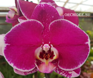 Phalaenopsis PH 084 OX Spot Queen 'OX 1460' AM/AOS