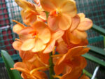 Ascocenda Magic Orange