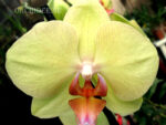 Phalaenopsis PH 082 Fusheng's Golden Age 'Golden Star'