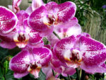 Phalaenopsis PH 088 Fuller's Light (Chian Xen Pearl x Fureshing Speckle)