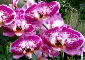 Phalaenopsis PH 088 Fuller's Light (Chian Xen Pearl x Fureshing Speckle)