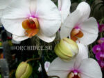 Phalaenopsis PH 097 Hague