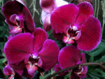 Phalaenopsis PH 103 Clarton