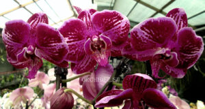 Doritaenopsis PH 139 Fusheng Pink Pearl ‘KHM2155’