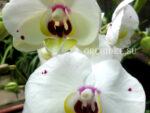 Phalaenopsis PH 091 Starry Night