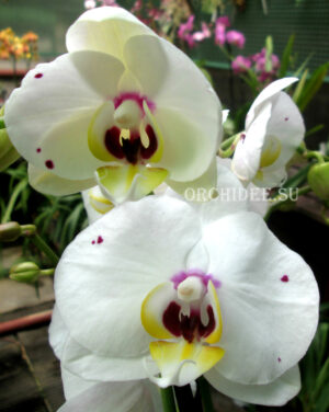 Phalaenopsis PH 091 Starry Night