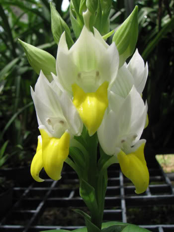 Pecteilis sagarikii