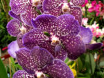 Vanda Sunanda Violetta Dark