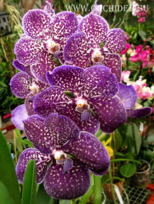 Vanda Sunanda Violetta Dark