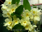 Dendrobium Nobile Yellow Song 'Canary'