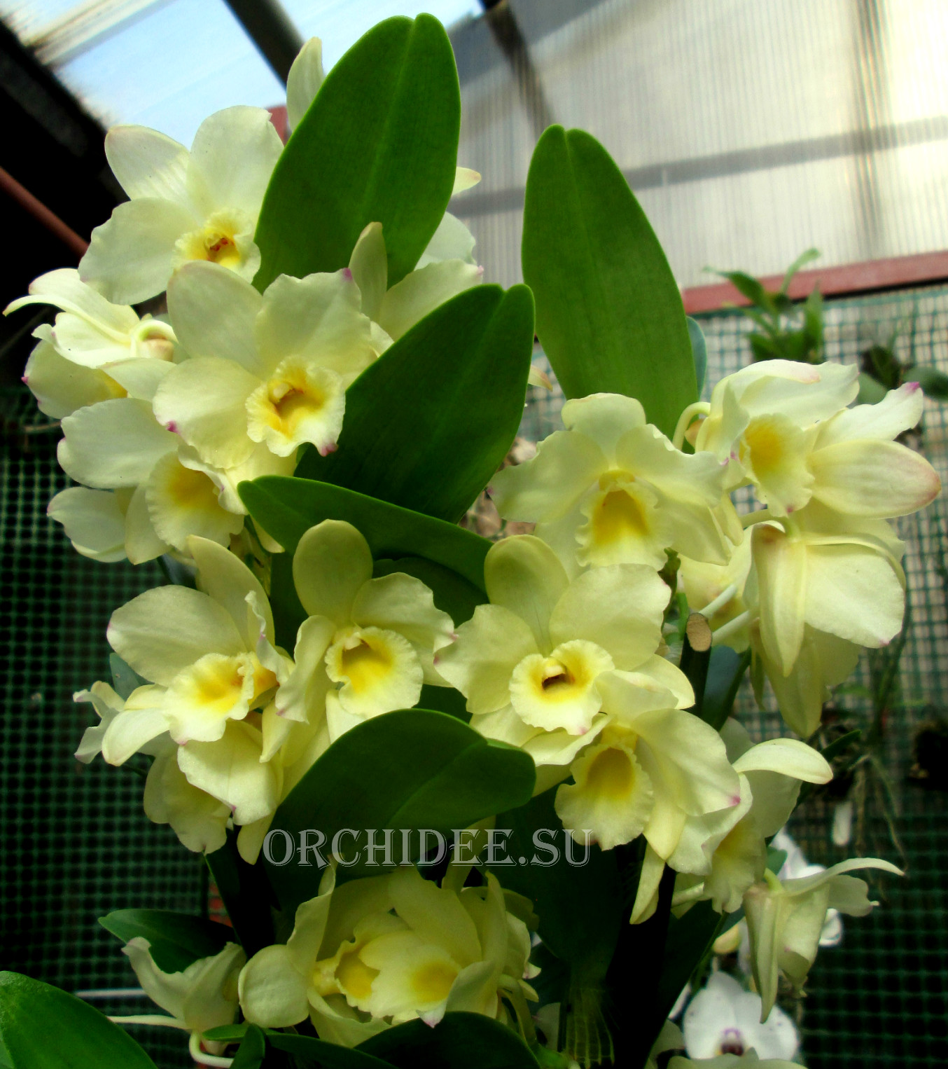 Dendrobium Nobile Yellow Song 'Canary'