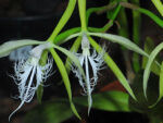 Epidendrum ciliare