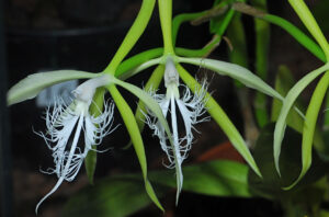 Epidendrum ciliare