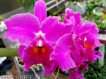 Rhyncholaeliocattleya Queen Pink