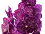 Vanda Firebrick