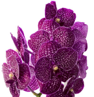 Vanda Firebrick