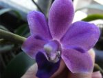 Doritaenopsis Meidarland Pulchglad "blue"