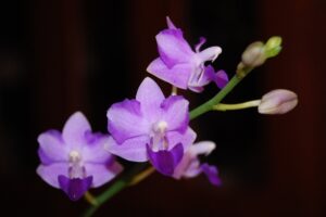 Dtps.Purple Martin 'KS' x pulcherrima blue(pelorics forms)