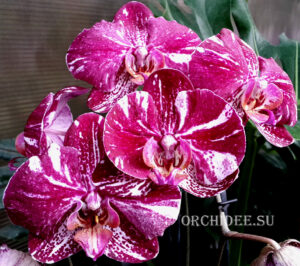 Phalaenopsis PH 141