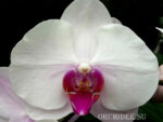 Phalaenopsis PH 143