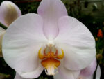 Phalaenopsis PH 144