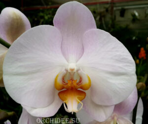 Phalaenopsis PH 144