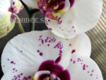 Phalaenopsis PH 146 Chian Xen Mammon