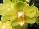 Phalaenopsis PHM 146 Brescia