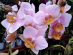 Phalaenopsis PHM 028 Little Amaglad