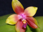 Phalaenopsis Penang Girl "THA 48" (violacea x venosa)