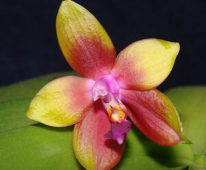 Phalaenopsis Penang Girl "THA 48" (violacea x venosa)