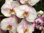 Phalaenopsis PH 147 Dream Cather