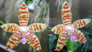 Phalaenopsis (patens-tetraspis) x bastianii