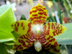 Phalaenopsis ambotrana x Kung's Red Cherry