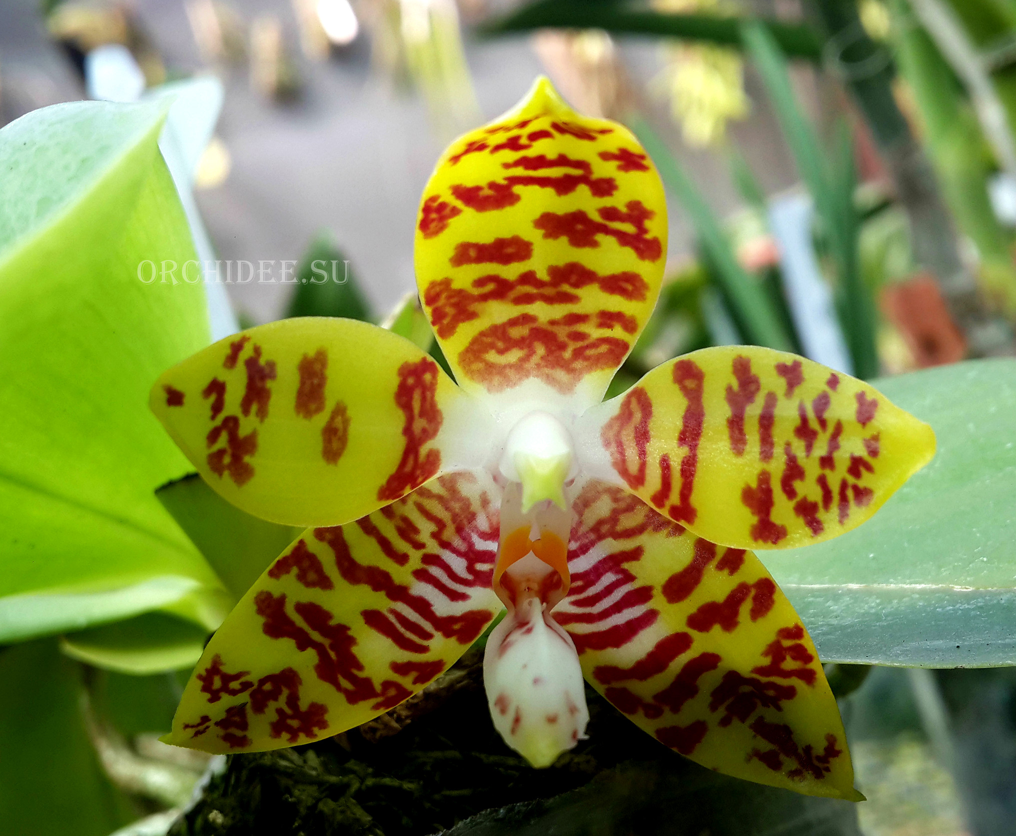 Phalaenopsis ambotrana x Kung's Red Cherry