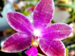 Phalaenopsis speciosa c-1 x violacea sumatra