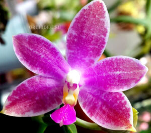 Phalaenopsis speciosa c-1 x violacea sumatra