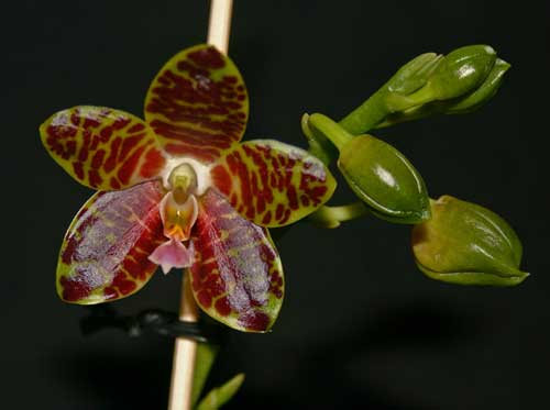 Phalaenopsis Jade Gold (gigantea x venosa)