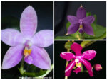 Phalaenopsis Jennifer Palomer x Phal.(pulchra-violacea indgo)