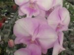 Phalaenopsis Princess Sakura x Yu Pin Fire Work