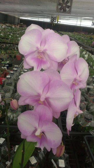 Phalaenopsis Princess Sakura x Yu Pin Fire Work