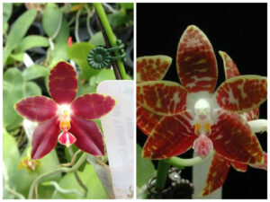 Phalaenopsis Yaphon Good boy x Phalaenopsis ambotrana