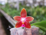Phalaenopsis amboinensis 'TH' x Penang Girl 'Chin Ruey'
