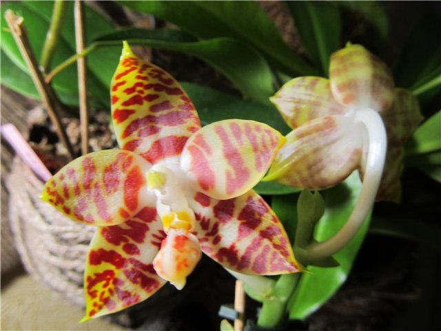 Phalaenopsis amboinensis var common