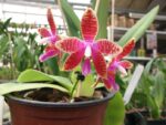 Phalaenopsis corningiana x Phalaenopsis Coral Isles
