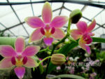 Phalaenopsis cornustris x (Gelbliber x Princess Kaiulani) x Phalaenopsis Chiada Ziv